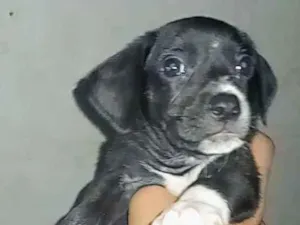 Cachorro raça SRD-ViraLata idade 2 a 6 meses nome Pipoca, zara e luna