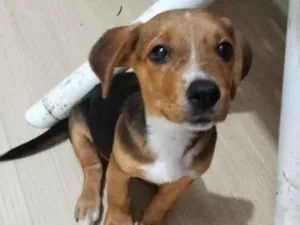 Cachorro raça SRD-ViraLata idade 2 a 6 meses nome Cacau 