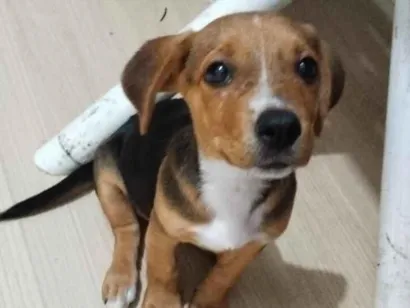 Cachorro raça SRD-ViraLata idade 2 a 6 meses nome Cacau 