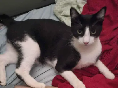 Gato raça SRD-ViraLata idade 1 ano nome Zeus 