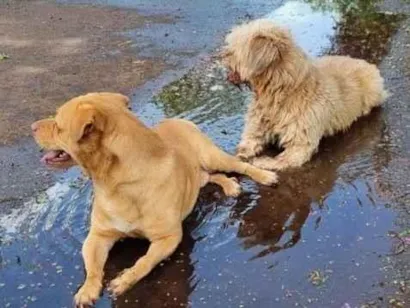 Cachorro raça SRD-ViraLata idade 2 anos nome Billy 