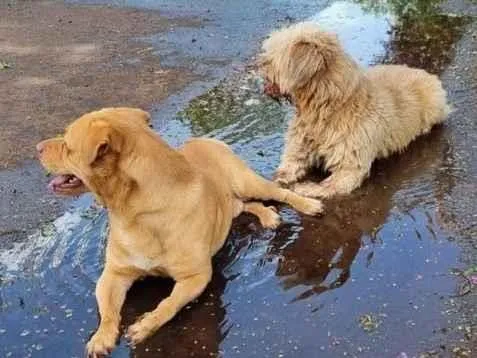 Cachorro raça SRD-ViraLata idade 2 anos nome Billy 