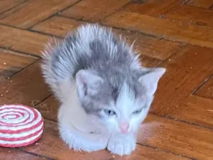 Gato raça SRD-ViraLata idade Abaixo de 2 meses nome Oreo