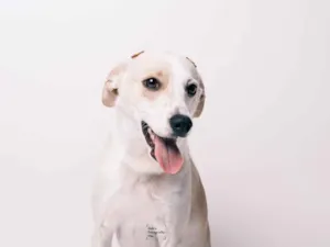 Cachorro raça SRD-ViraLata idade 1 ano nome Lua 