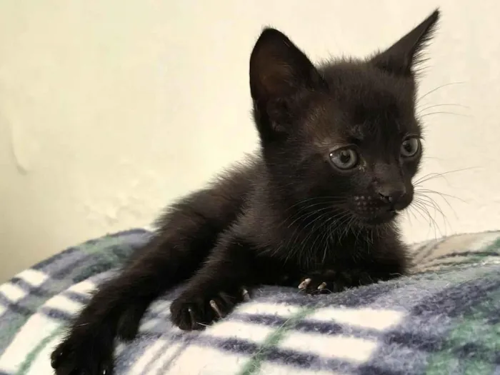 3 gatinhos pra adoção lares fechados apenas