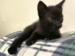 Gato raça SRD-ViraLata idade Abaixo de 2 meses nome Gatinho 2 meses preto pra adoção 