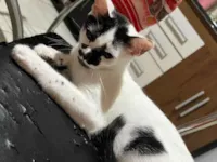 Gato raça SRD-ViraLata idade 2 a 6 meses nome Gatinha