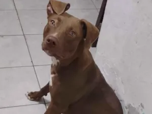 Cachorro raça Pit-Bull idade 2 a 6 meses nome Esmeralda 