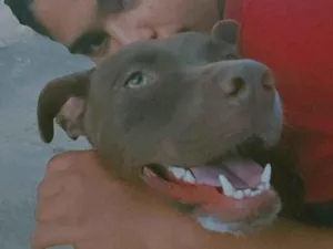 Cachorro raça Pit-Bull idade 1 ano nome Kiara 