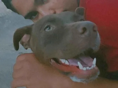 Cachorro raça Pit-Bull idade 1 ano nome Kiara 