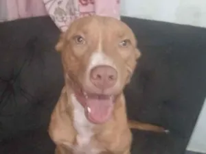 Cachorro raça Pit-Bull idade 7 a 11 meses nome Boyka