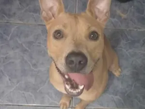 Cachorro raça Pit-Bull idade 7 a 11 meses nome Katana