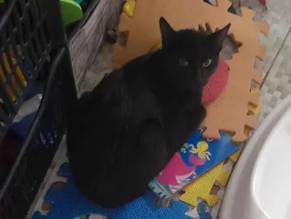 Gato raça SRD-ViraLata idade 7 a 11 meses nome Léo 