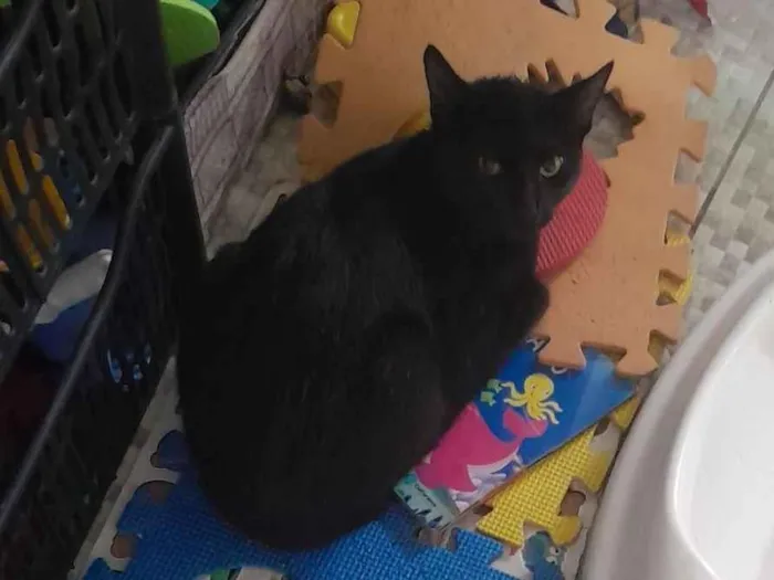 Gato raça SRD-ViraLata idade 7 a 11 meses nome Léo 