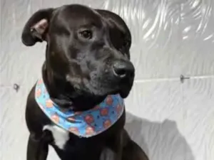 Cachorro raça Pit-Bull idade 2 a 6 meses nome Duck