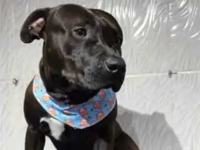 Cachorro raça Pit-Bull idade 2 a 6 meses nome Duck