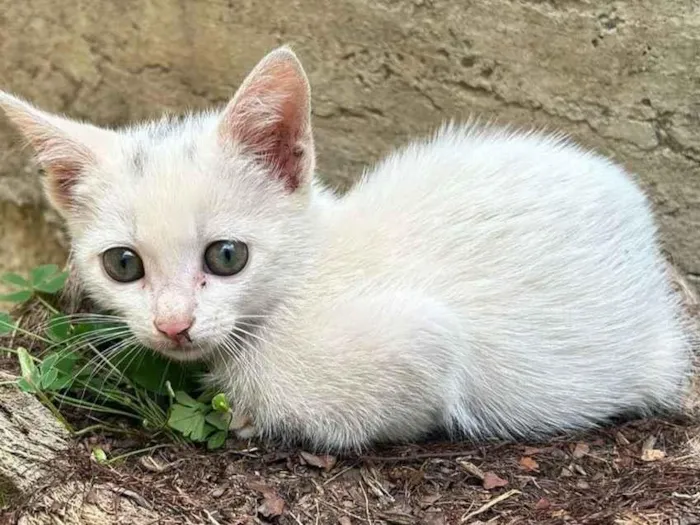 Gato raça SRD-ViraLata idade 2 a 6 meses nome Fêmeas 