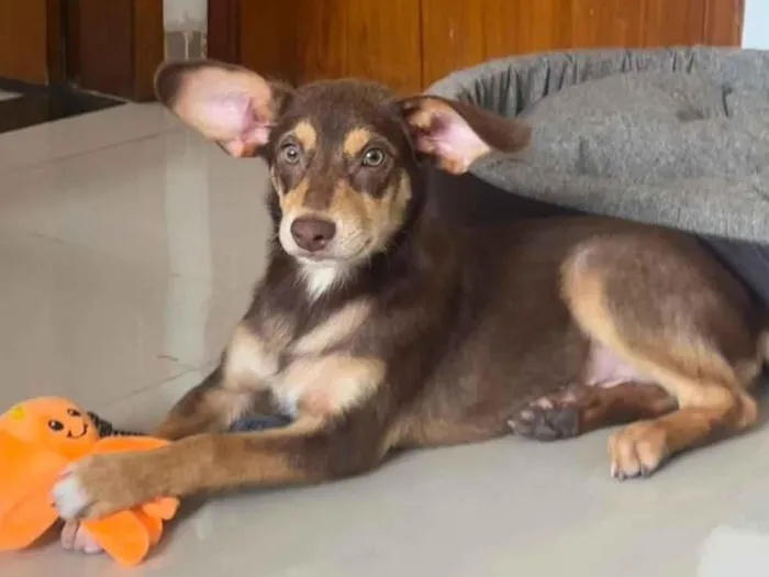 Cachorro raça SRD-ViraLata idade 2 a 6 meses nome Paulo Henrique 