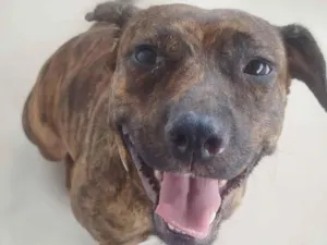 Cachorro raça SRD-ViraLata idade 2 anos nome Safira