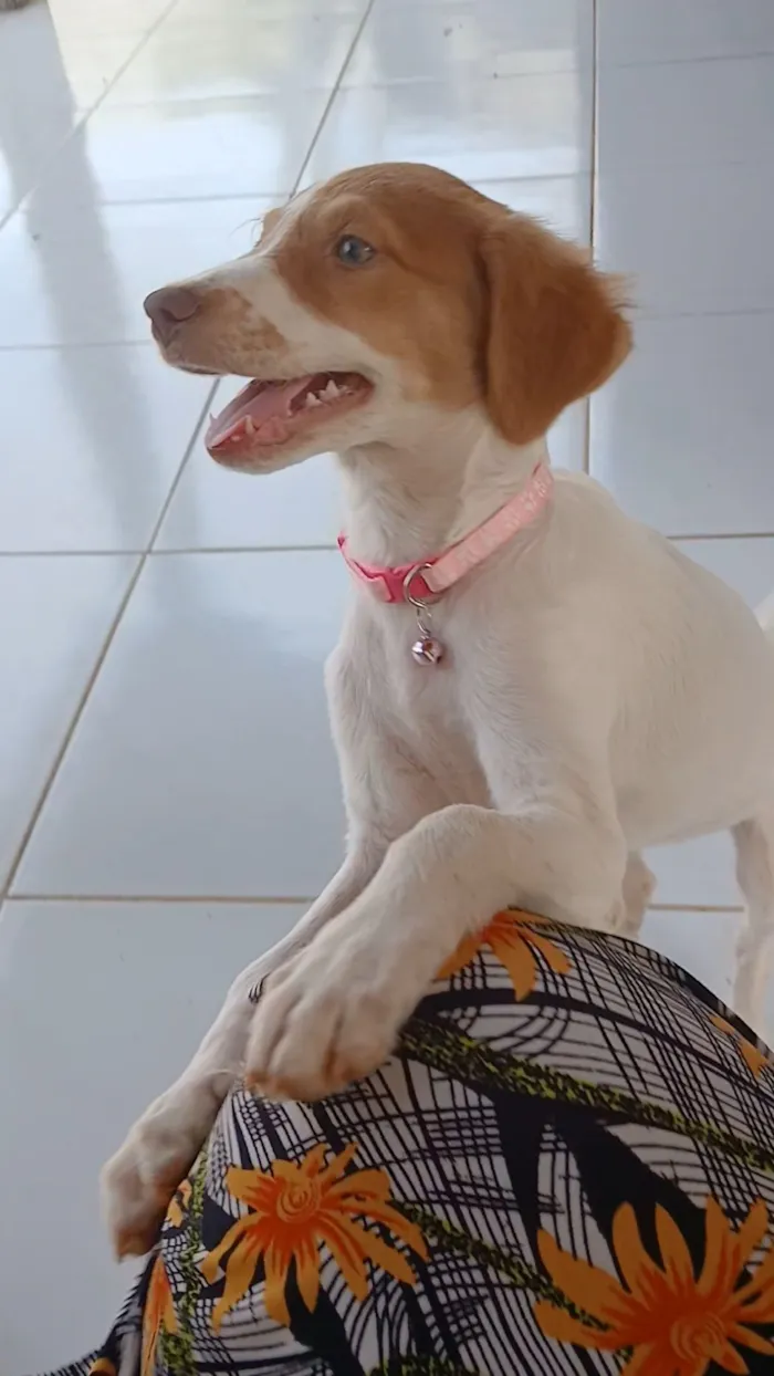 Cachorro raça SRD-ViraLata idade 2 a 6 meses nome DOAÇÃO RESPONSÁVEL - Cadela Filhote