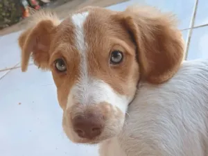 Cachorro raça SRD-ViraLata idade 2 a 6 meses nome DOAÇÃO RESPONSÁVEL - Cadela Filhote