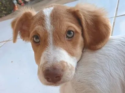 Cachorro raça SRD-ViraLata idade 2 a 6 meses nome DOAÇÃO RESPONSÁVEL - Cadela Filhote