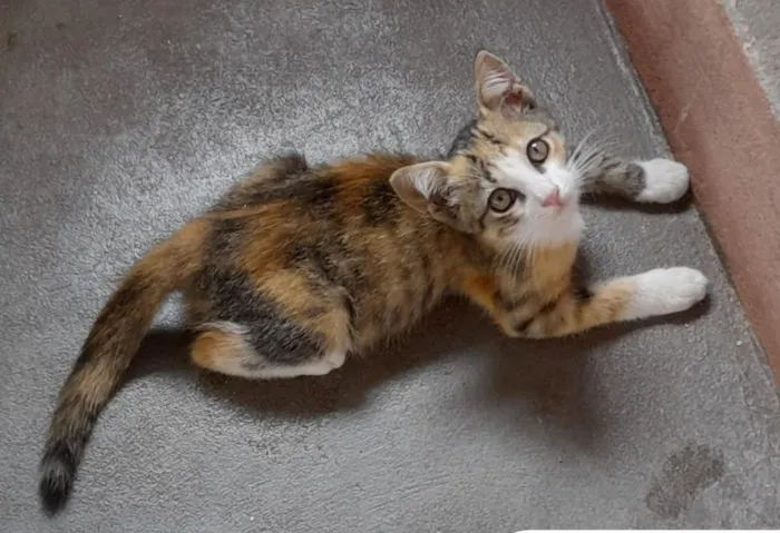 Gato raça SRD-ViraLata idade 2 a 6 meses nome Fêmeas 