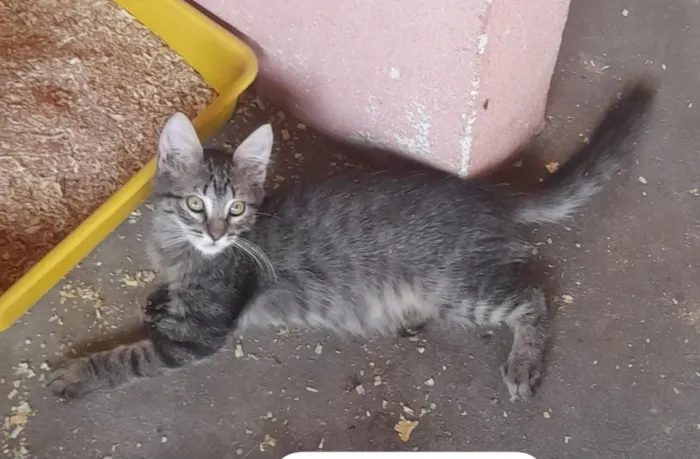 Gato raça SRD-ViraLata idade 2 a 6 meses nome Fêmeas 