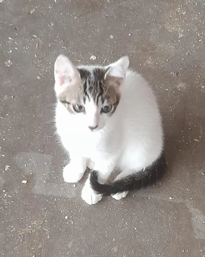 Gato raça SRD-ViraLata idade 2 a 6 meses nome Machos 