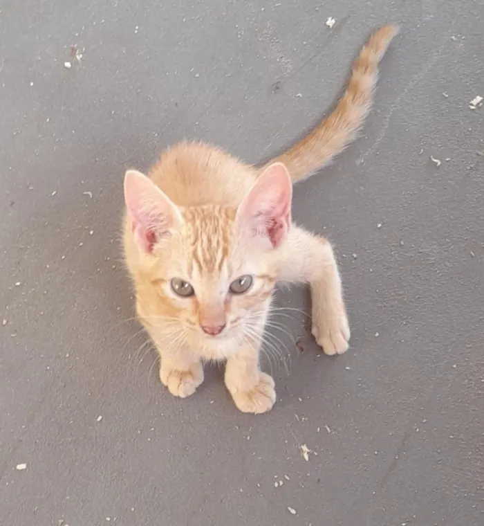 Gato raça SRD-ViraLata idade 2 a 6 meses nome Machos 