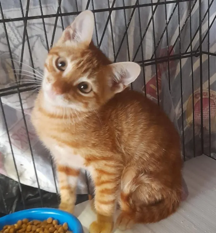 Gato raça SRD-ViraLata idade 2 a 6 meses nome Machos 