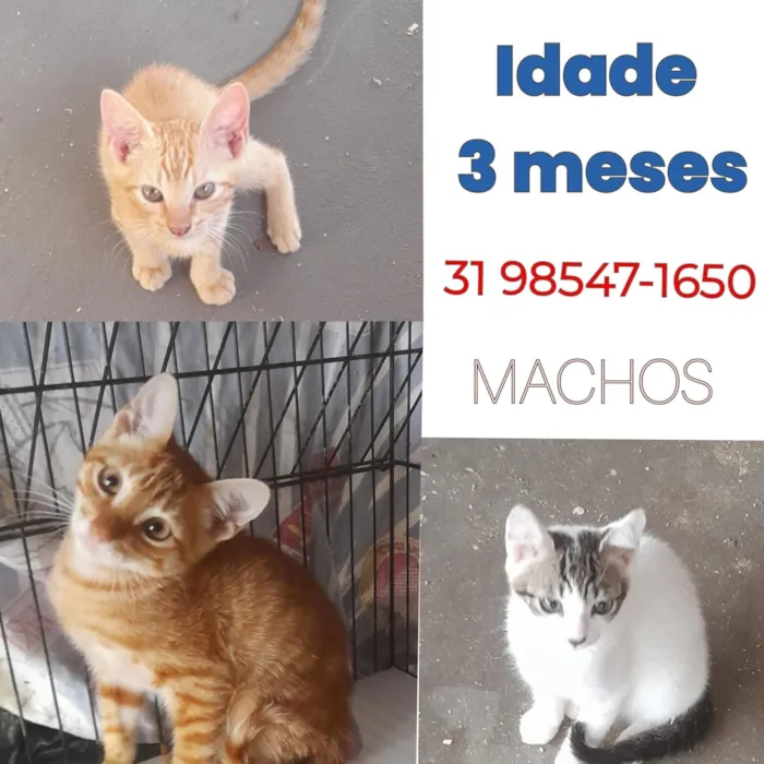 Gato raça SRD-ViraLata idade 2 a 6 meses nome Machos 