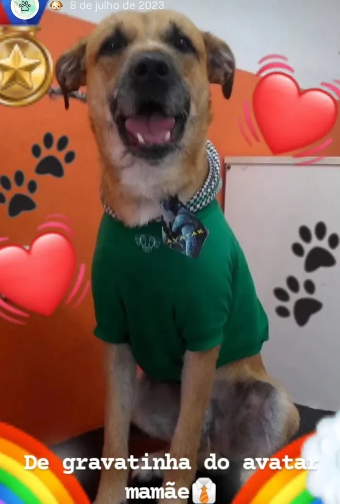 Cachorro raça SRD-ViraLata idade 4 anos nome Nelson