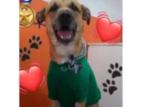 Cachorro raça SRD-ViraLata idade 4 anos nome Nelson