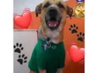 Cachorro raça SRD-ViraLata idade 4 anos nome Nelson