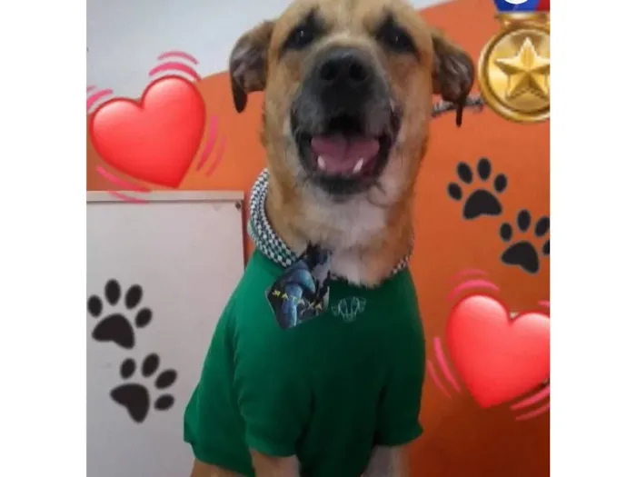 Cachorro raça SRD-ViraLata idade 4 anos nome Nelson
