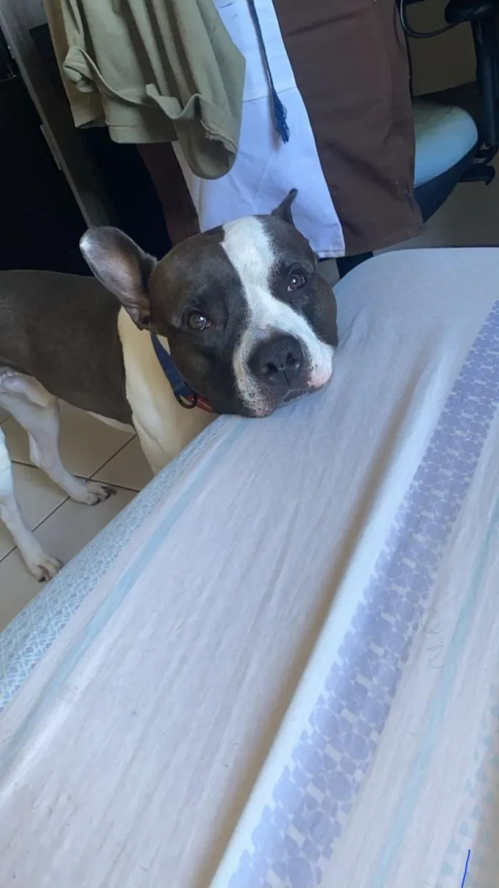 Gato raça SRD-ViraLata idade 3 anos nome Zeus