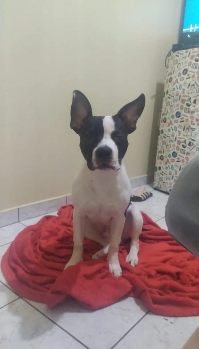 Gato raça SRD-ViraLata idade 3 anos nome Zeus