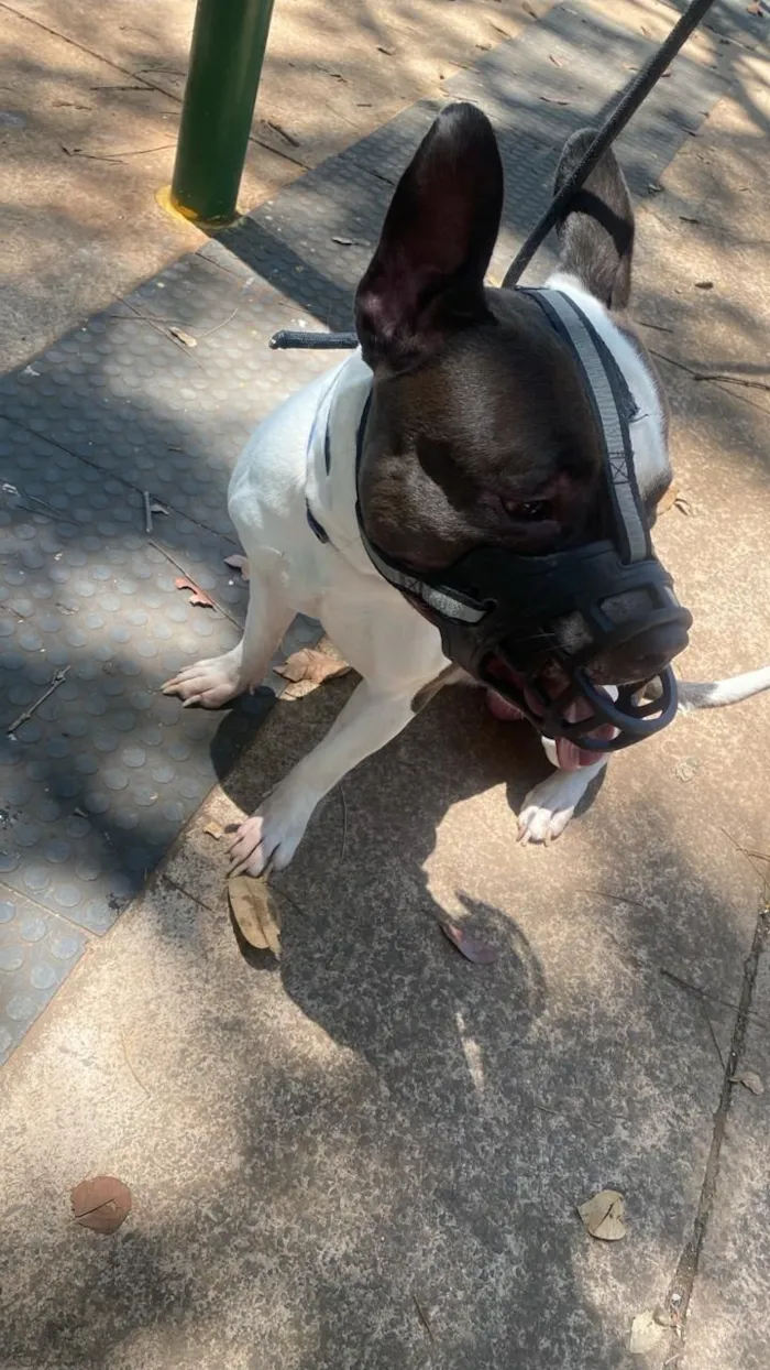 Gato raça SRD-ViraLata idade 3 anos nome Zeus