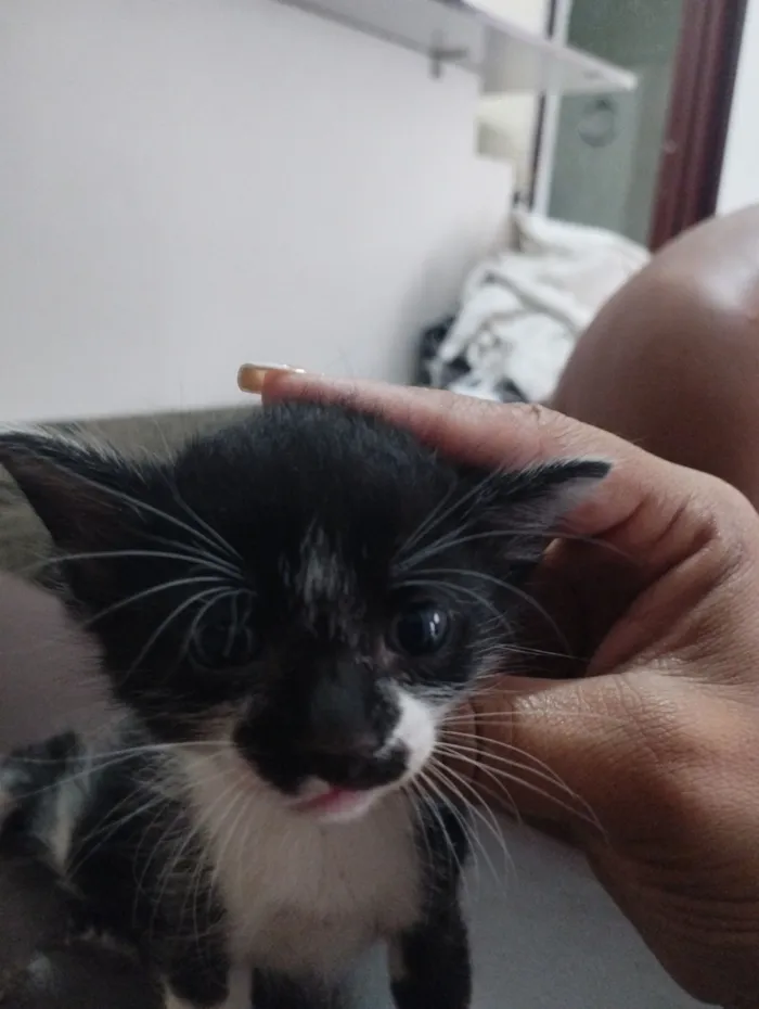 Gato raça SRD-ViraLata idade Abaixo de 2 meses nome Sem nome