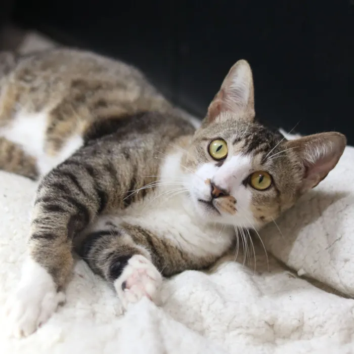 Gato raça SRD-ViraLata idade 7 a 11 meses nome Podrick