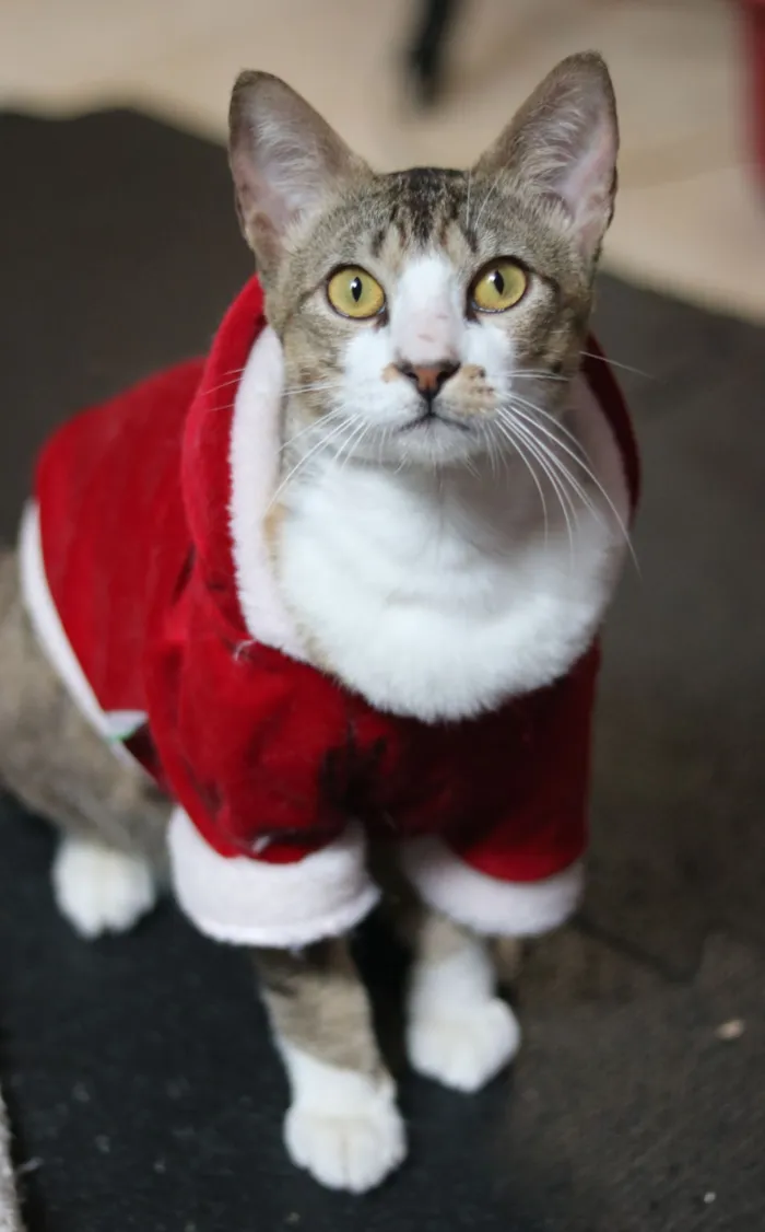 Gato raça SRD-ViraLata idade 7 a 11 meses nome Podrick