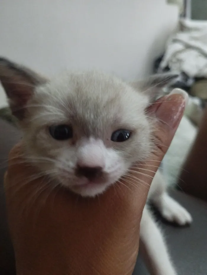 Gato raça SRD-ViraLata idade Abaixo de 2 meses nome Sem nome