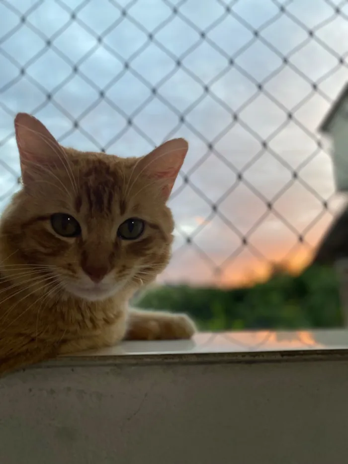 Gato raça SRD-ViraLata idade 1 ano nome Billie