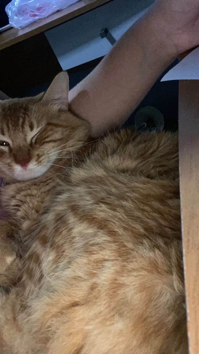 Gato raça SRD-ViraLata idade 1 ano nome Billie