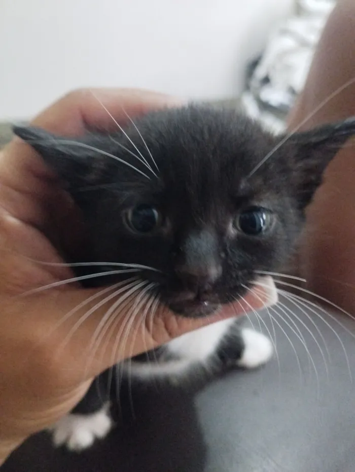 Gato raça SRD-ViraLata idade Abaixo de 2 meses nome Sem nome