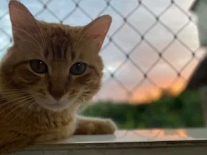 Gato raça SRD-ViraLata idade 1 ano nome Billie