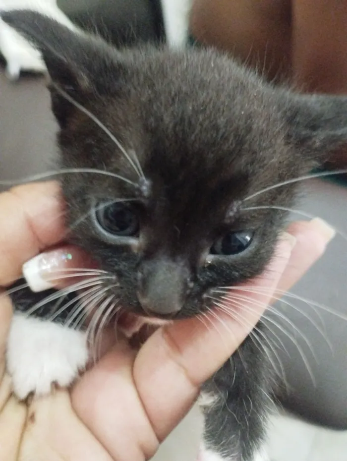 Gato raça SRD-ViraLata idade Abaixo de 2 meses nome Sem nome