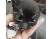 Gato raça SRD-ViraLata idade Abaixo de 2 meses nome Sem nome