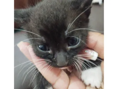 Gato raça SRD-ViraLata idade Abaixo de 2 meses nome Sem nome